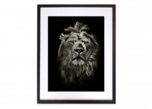 Portrait of a lion - 40 x 50 cm